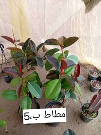 مشتل جنى • جامعه الكوت • توصيل