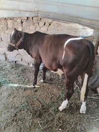 عجول • ٢ • جاهزة للذبح