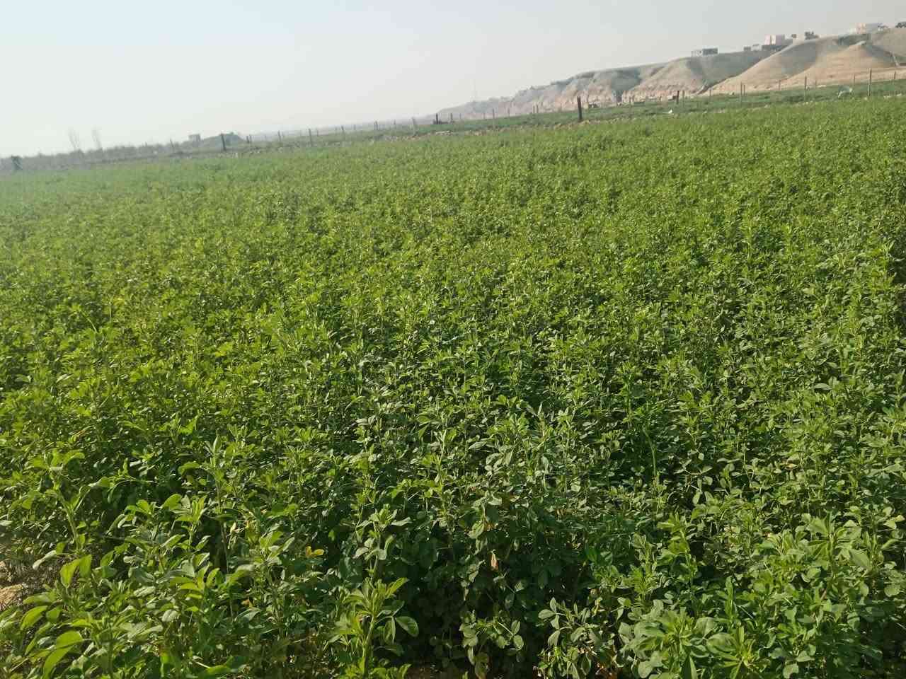 ألسلام عليكم اخوان موجود جت بل حاوي الوح ب 5الف اليريد يتصل *********** ويتدلل الوح 7ب4متر
