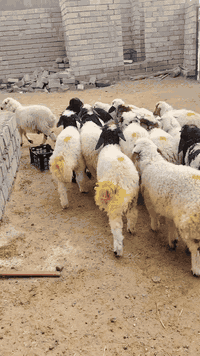 طليان ٢٣ • فطايم ١٠ • صلاح الدين بيجي