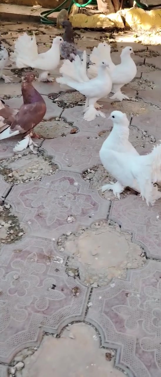 السلام عليكم عرايس للبيع مال بيت نضيفات رعاشات 5زواج
موبايل:*********** بي واتساب
العنوان بغداد العبيدي
