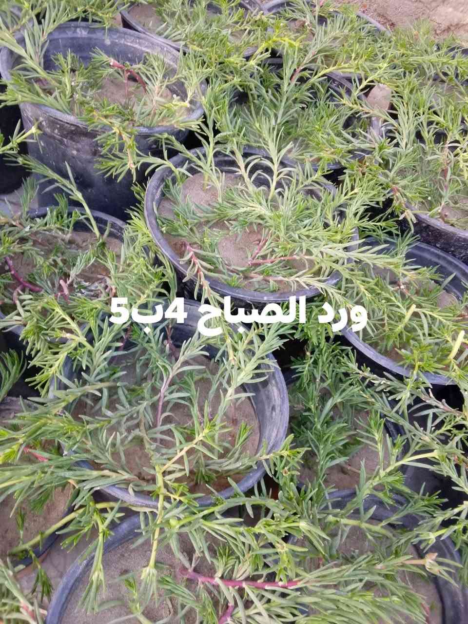 تتوفر نباتات خارجيه البيع 🍀🚗🌱🌺🌿🌿يوجد توصيل داخل بغداد بعض المناطق🚘🚗☘️☘️☘️☘️🌱🌺🍀🍀🍀🍀🍀


**إذا كنت صاحب هذا الإعلان وتريد حذفه لأي سبب، رجاءا أرسل رسالة إلى الدعم الفني**