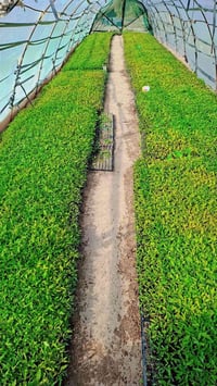 شتل • الابراهيمي • بركات ام البنين