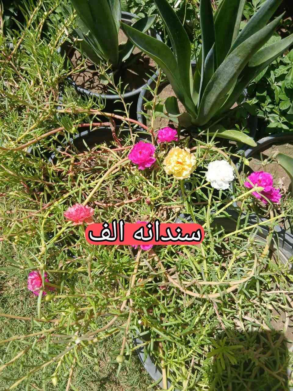 يوجد خدمة توصيل داخل كوت  سندانه (الف دينار) لحجز وسفسار مراسل خاص او
اتصل ***********
