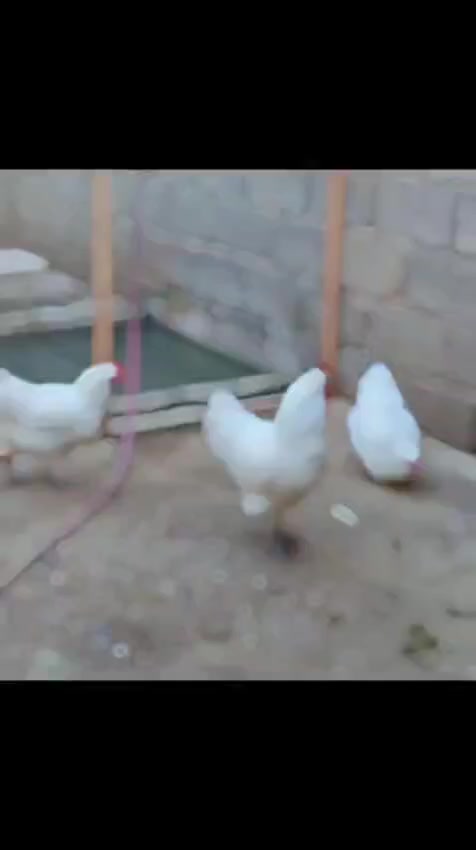 بسم الله مشاءالله
متاح لدينا بيض دجاج استرالوب أسترالي. 🥚💯✔️                        خط اول دماء نقيه🥚 💯✔️

من أعلى واجمل مستويات 💯✔️

عنواننا موصل الايسر 

توصيل موجود للباب البيت بتغليف امن 🥚💯

اتواصل وتساب وخاص مفتوح 
*********** 📞
