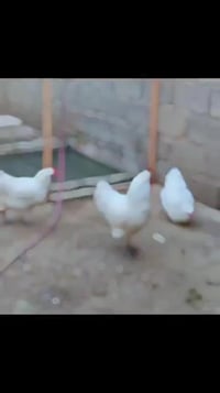 بيض دجاج • استرالوب • موصل الايسر