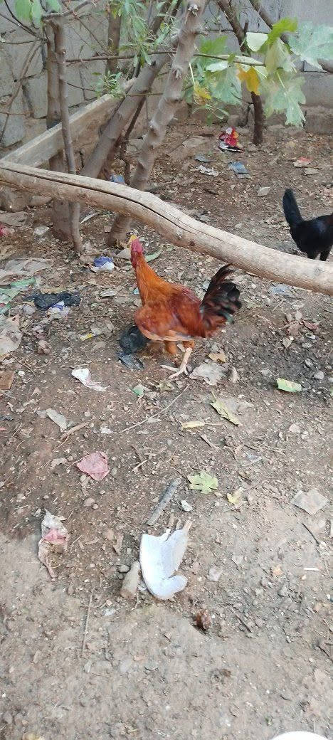 ديك دجاج عدد اثنين
السعر 25


**إذا كنت صاحب هذا الإعلان وتريد حذفه لأي سبب، رجاءا أرسل رسالة إلى الدعم الفني**