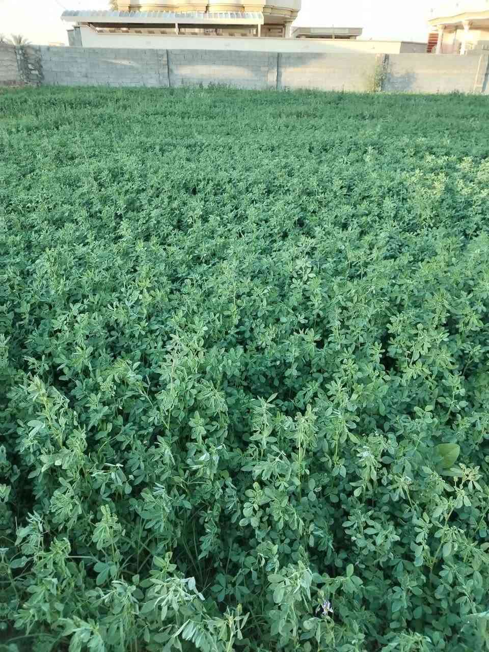 يوجد بذور جت امريكي الأصلي نضافه فووووول الفوووول حبايه خشنه ومتروسه ارتفاعه 80 سانتيم وركه عريضه اني زارع منه تجي وتشوف بعينك الكميه محدوده السعر 12 الف مكاني الرمانه البو عبيد قرب جسر الرمانه ***********
