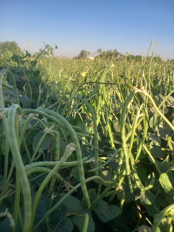 بذور لوبيا اربيليه غزاره في الحمل المكان بابل ***********
