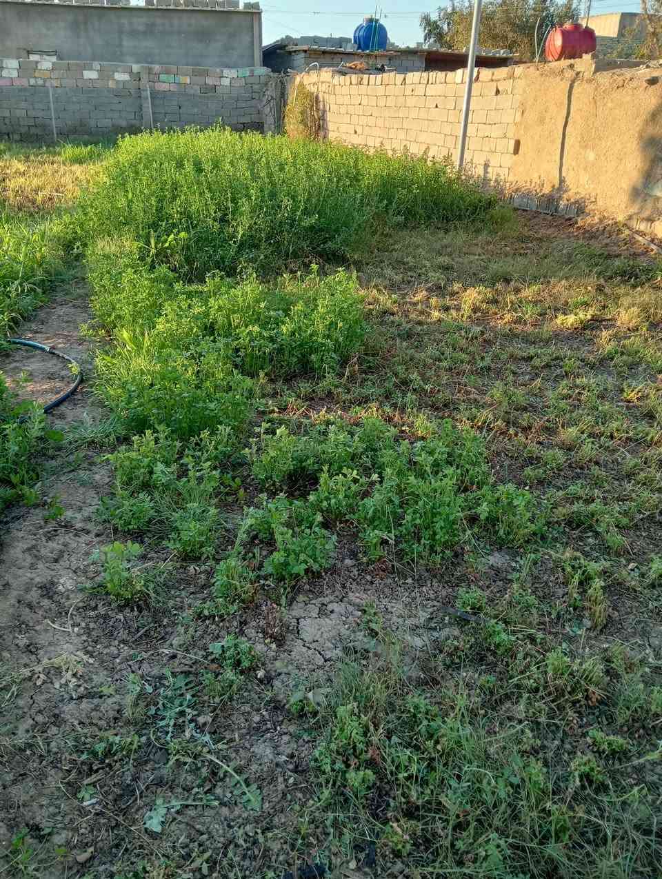 السلام عليكم بيت ونص دونم للبيع ماء وكهرباء على الشط في الكوت اليوسفيه ***********
