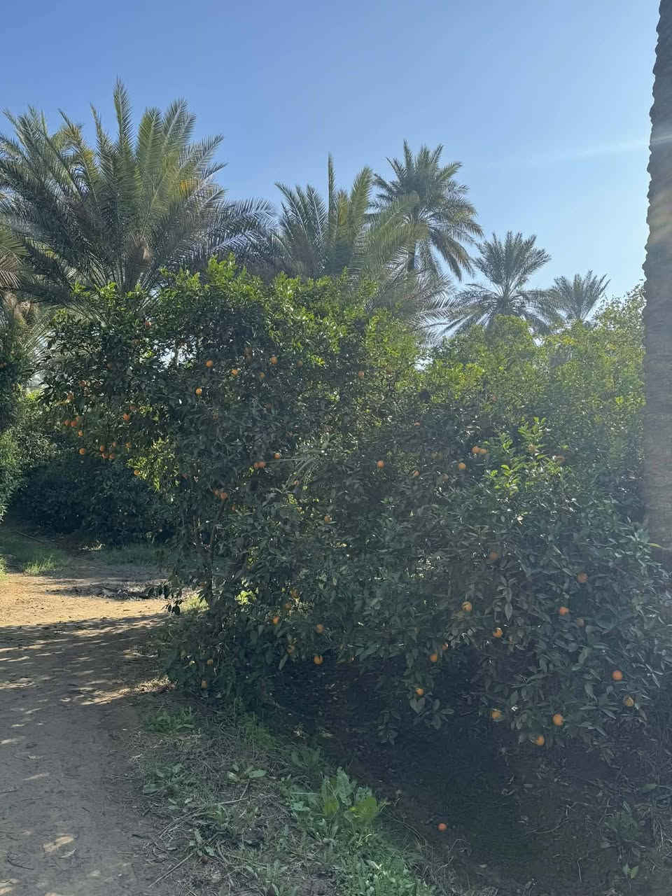 اخوان سبع دوانم للبيع طابو ملك صرف في منطقه الراشديه تبعد عن ناحيه الراشديه 5دقايق مي وكرباء بيهه الاستفسار عل هذة الرقم..***********
