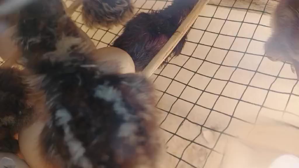 اسلام عليكم متاح فقاسه تقليب يدوي  نسبه التفقيس95 بلميه شرط ماتفقس ترجع
تجربه الاخوه 

لتواصل خاص او على الواتساب ***********
