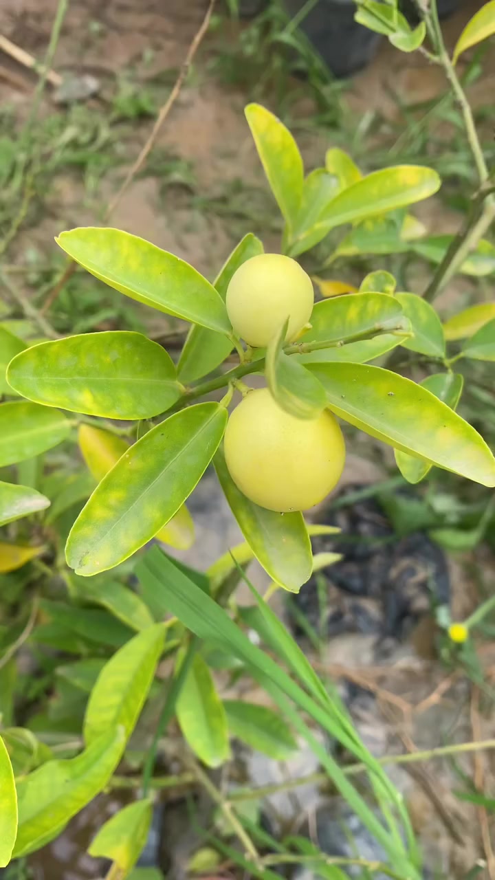 ليمون صيني قزمي متوفر مشتل ديالى ***********
