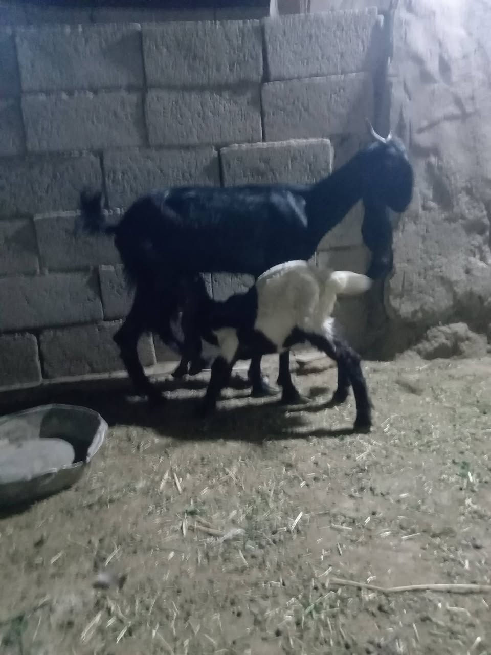 صخول فغاني السماوه الوركاء البيع ثنينهن


**إذا كنت صاحب هذا الإعلان وتريد حذفه لأي سبب، رجاءا أرسل رسالة إلى الدعم الفني**