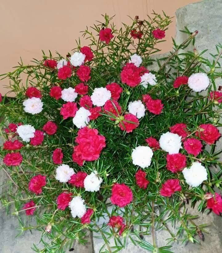 مشتل علي مناف//***********
