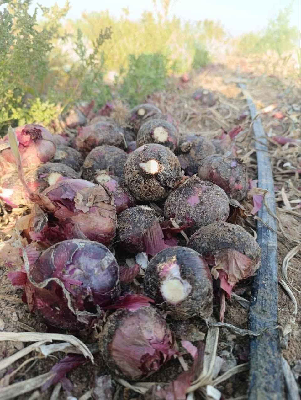 بذور بصل ( الياقوت)  درجة أولى الموقع مزارع كربلاء& نجف
السعر بالخاص كربلاء, العراق


**إذا كنت صاحب هذا الإعلان وتريد حذفه لأي سبب، رجاءا أرسل رسالة إلى الدعم الفني**