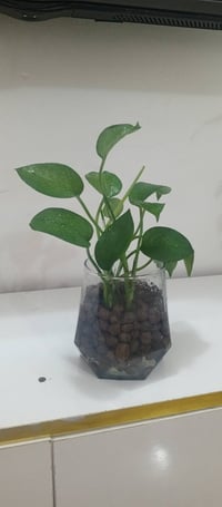 نباتات داخلية • دوارق زجاجية • توصيل كنعان