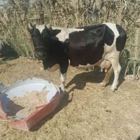 هايشه • اصل • النجف