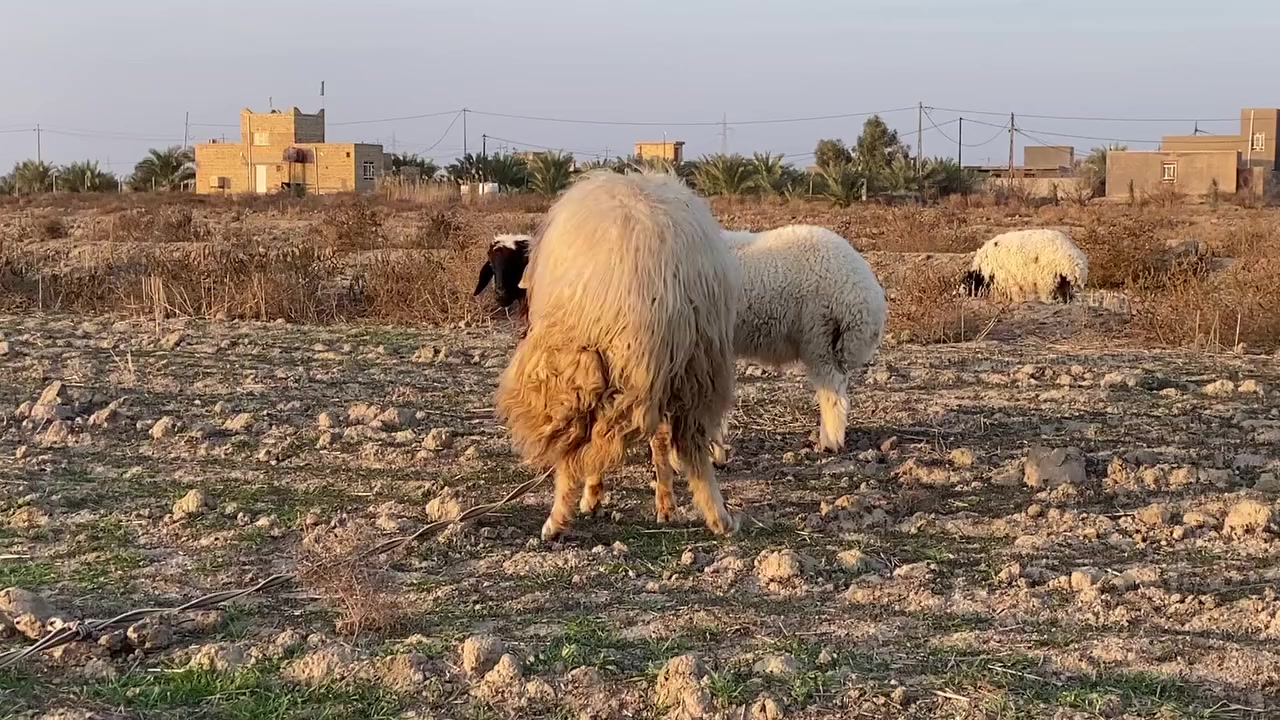 فحل ابيعه ع شرط شروط جني يمنح ع ذراعه مكاني سماوه بداحره


**إذا كنت صاحب هذا الإعلان وتريد حذفه لأي سبب، رجاءا أرسل رسالة إلى الدعم الفني**