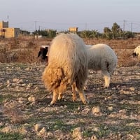 فحل للبيع • بشرط • سماوه بداحره