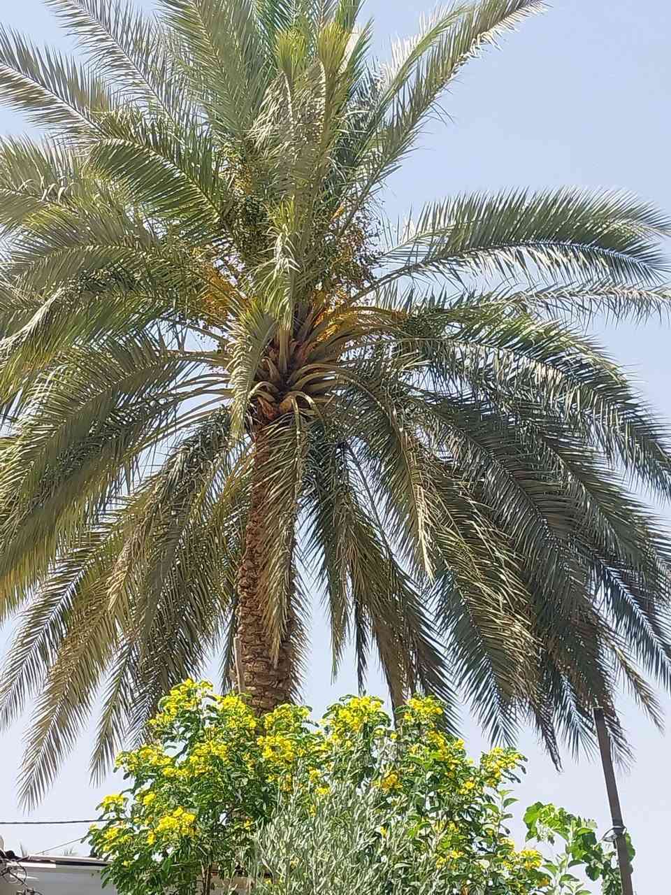 السلام عليكم نخلات للظمان منطقة الامام عون اتصال على الرقم ***********
