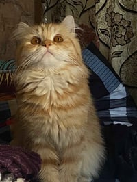 قطة شيرازي • ملقحة • دفتر رعاية