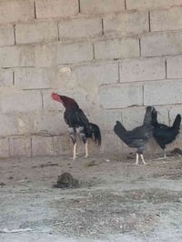 هراتي فحل ب40.     07500626869