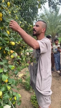 يالله تطعيم العام الماضي وهذا النتيجه  خير وبركه اذا عندك نبكه ابيتك ا...