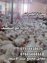 وجبة دجاج • ١.٧-٤ كيلو • منظفة