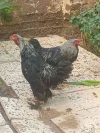 دجاج برهم • بعقوبه • الحي المعلمين