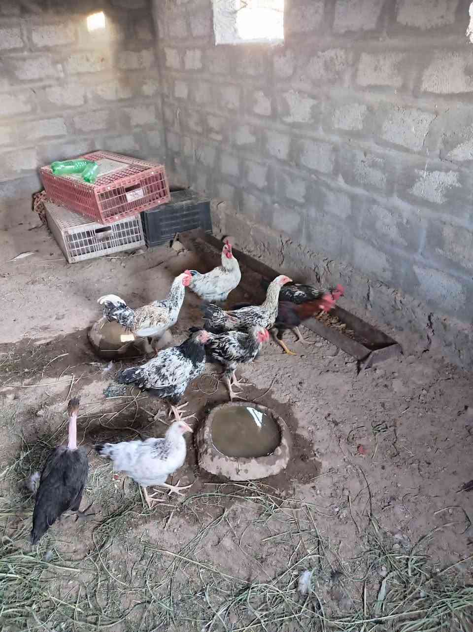 *********** دجاج للبيع ديوكه عرب الاصلي
