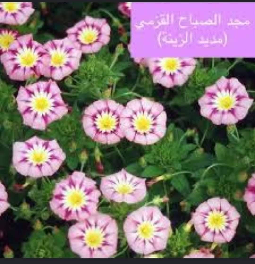متاح لدينا بذورها بذور و شتلات نبات ورد متسلق مجد الصباح الوان لطلب والحجز واتساب
*********** السماوه أو مراسلة الصفحه يوجد خدمة توصيل طلبات داخل السماوه ولكافة المحافظات لباب البيت أنواع البذور الاستوائية النادره
