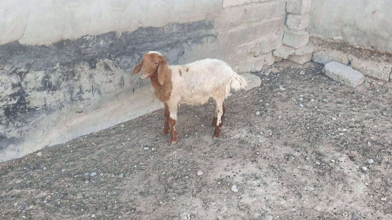 يوجد طلي البيع شرط نصاحه المكان بيجي حي العصري رقم الهاتف ***********
***********
