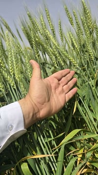 إخواني المزارعين الكرام. لمن لديه أي استشارة أو مشكلة تخص المحاصيل الز...