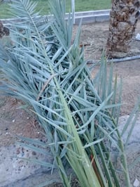 نخل • سعر ١٥-٥٠ • بصره الزبير الفيحاء