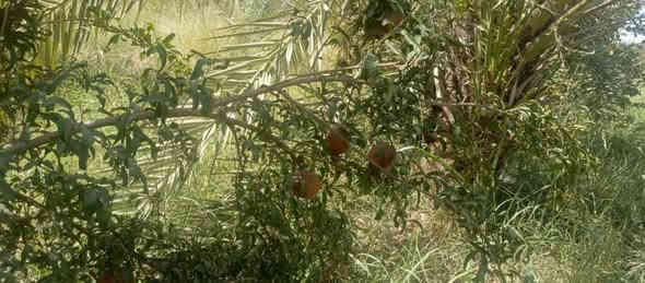 الف متر  للبيع طابو زراعي سند 25 تحويل مباشر بسم المشتري العنوان بغداد ناحية الراشديه الواجهه 20 للاستفسار الاتصال على الرقم *********** مكتب العبيدي للعقار
