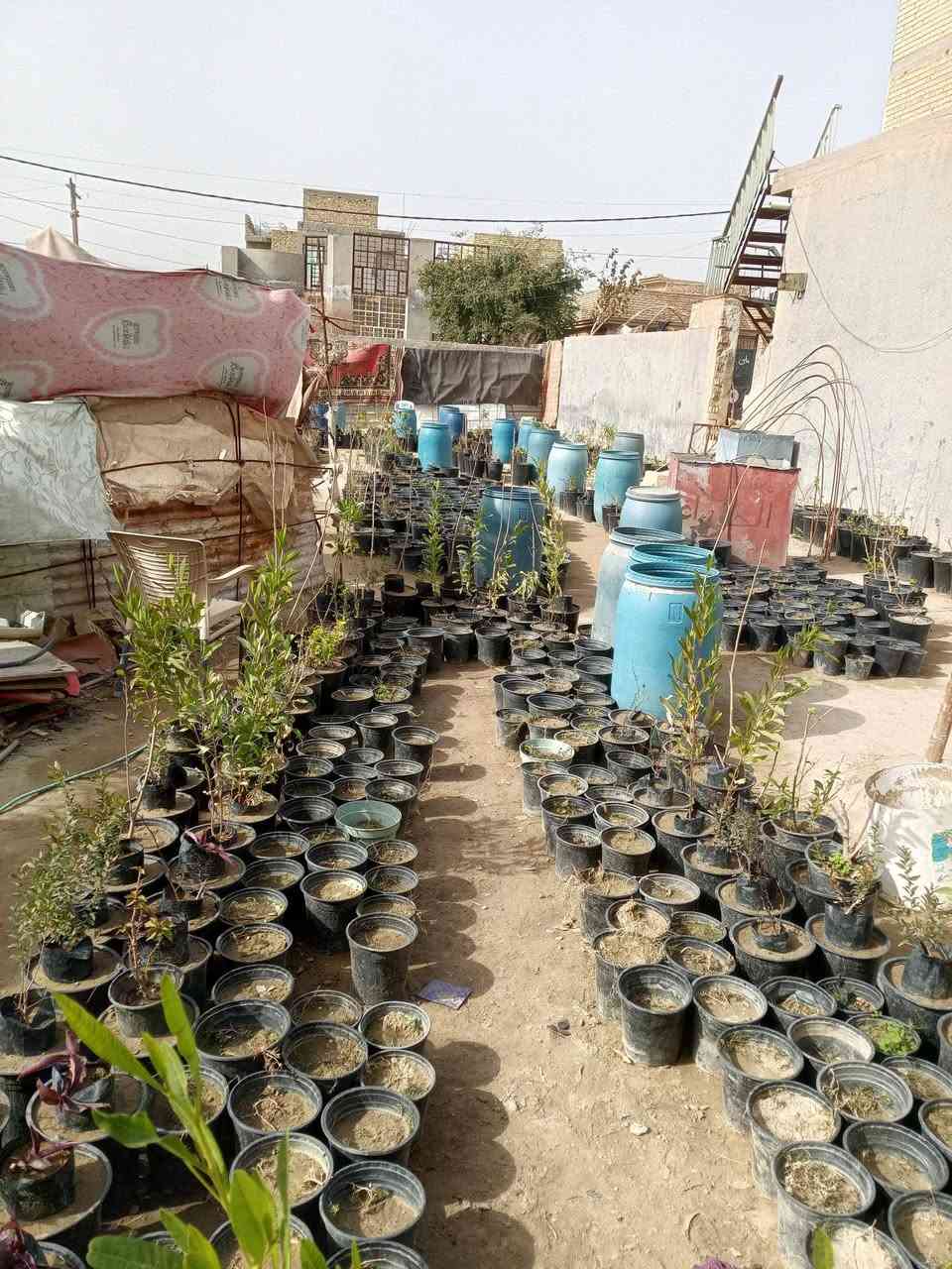 السلام عليكم مشتل الحوراء في منطقة    السطعش قرب محطة وقود الاحمدي قرب مقر الفوج مقابيل معمل شتايكر عاصي الكعبي مقابيل صورة الشهيد احمد ناصر علوان الفريجي الموجوده على شارع الستين الشارع الموجود مقابيل الصوره سابع قطعه موقع مشتل الحوراء وهو من اكبر المشاتل في سبع البور يوجد لدينا النبك التفاحي البصرا وي ولتكي والاولفيرا والياس والثيل الهندي والفكس والكابرس والتين والزيتون والرارنج والنومي حامظ والسندي والعنب والرمان والبنبر والجهنمي والخوخ والمشمش والمينه والمطاط العراقي والياباني وشوكة المسيح وورد الجوري السلطاني والتركي والعراقي والايراني والصبار وتوجد. لدينا الاسمده الكيماويه الداب وال ان. بي. كي  عالي الفسفور والمتعادل والمركب والحديد ولاسمده العضويه والبيتيموس والسنادين الفارغه للزراعه والمبيدات الزراعية ونحن علا استعداد لزراعة الحدائق العنوان منطقة سبع البور السطعش مقابل صورة الشهيد احمد ناصر علوان الفريجي  هاتف***********  والثاني ***********. ومن الله التوفيق للجميع
