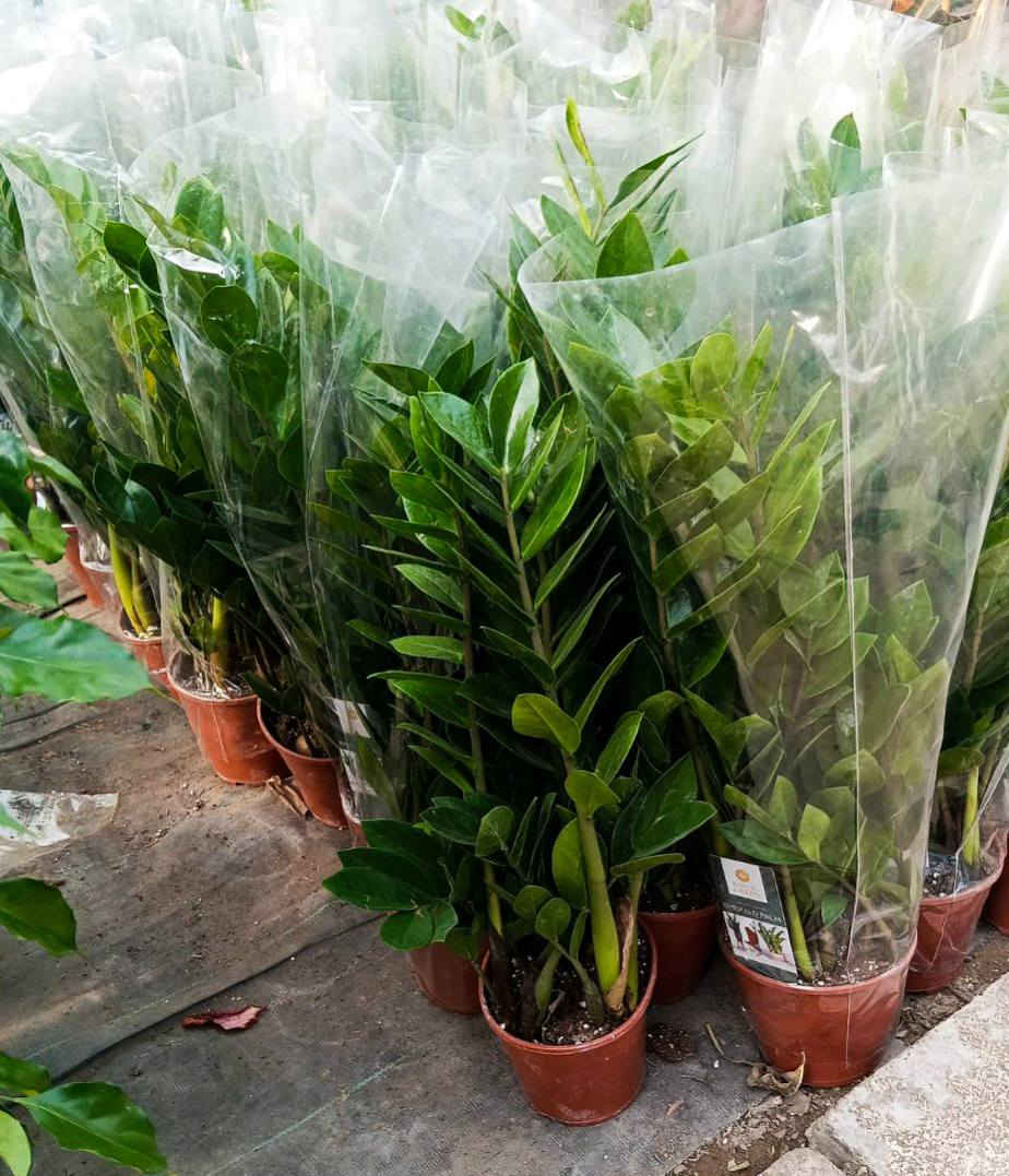 بسم الله...
 اولاً:اليوم مسويلكم عرض تخفيضات على كل  النباتات الظلية 🤩

ثانياً:سوينالكم مسابقة تجننن والجائزة للفائز الاول نبات من اختياركم والفائز الثاني نبات جلد النمر قياس الكبير 🤩
منشور المسابقة 👇

https://www.facebook.com/share/1C1bHhAyNw/

(وفرنالكم نباتات ظلية منزلية تتحمل اجواء الشتاء 🌱)
(كافة مستلزمات النباتات/بيتموس هولندي /سماد بأنواعه/برلايت/احجار الليكا(كرات الطين)/ محفز للجذور/محفز للتزهير/ مبيدات فطرية وحشرية....وغيرها) 

العنوان//بغداد سبع ابكار 🌱
التوصيل//لكل المحافظات العراقية 🌱 
للحجز //مراسلة الصفحة او واتساب ***********🌱
#العراق #نباتات_ظلية #نباتاتي #ازرع_ولاتقطع #بغداد #اكسبلور  #سنة2026
 #سنة_جديدة #اكسبلور_فولو❤️
#اكسبلور #ترند
