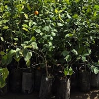 شتلات حمضيات • نص متر • كربلاء القادسية