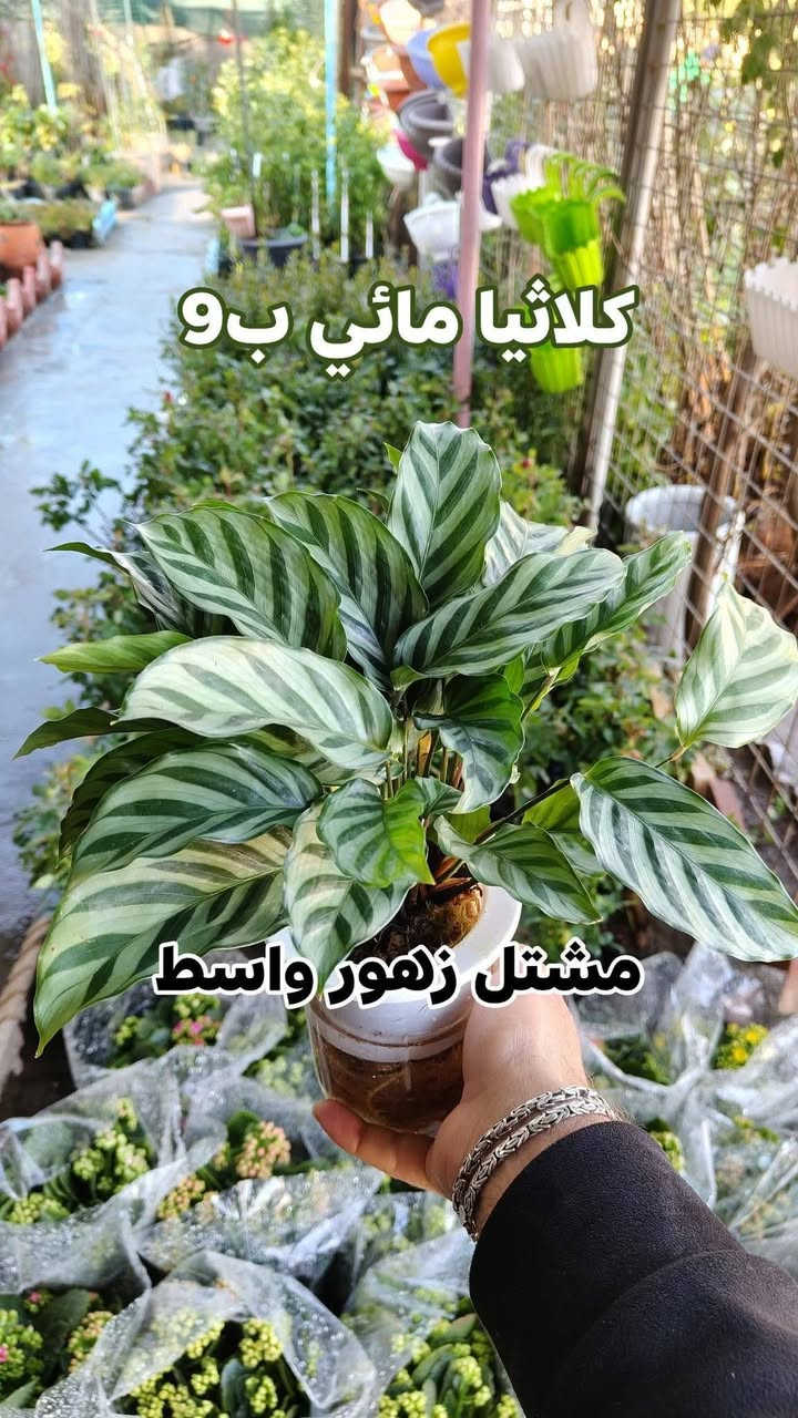 نباتات مائيه توفرت بجميع الانواع يفتح المشتل طيله ايام الاسبوع من الساعه 8:00 صباحا والى الساعه 7:00 ليلآآآ
#مشتل_زهور_واسط العنوان كوت فلكه الحاوي شارع مجمع دمشق الطبي مقابل ابتدائية الكوت للتعليم الأساسي #يوجد_توصيل_داخل_الكوت
*********** لطلب والاستفسار واتساب  او مراسله الصفحه الشخصيه بلال الواسطي🌹😊
