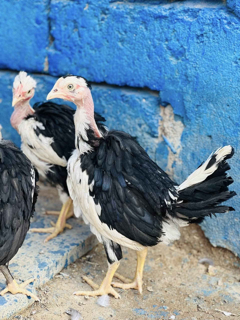 متاح فروجات ورد الباكله٥ دجاجات وديج الديج ابيض ورصاصي مقطع الامهات موجود بلمنشور  سعر الزوج 45 وبيهن مجال مكاني بصره كرنه قرب المستشفى ***********
