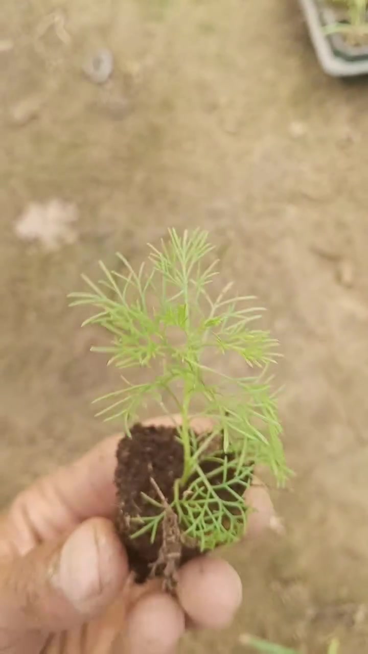يتوفر لدينا نبات عطر الببسي للحجز والاستفسار مراسلة الصفحه او الواتساب ***********
