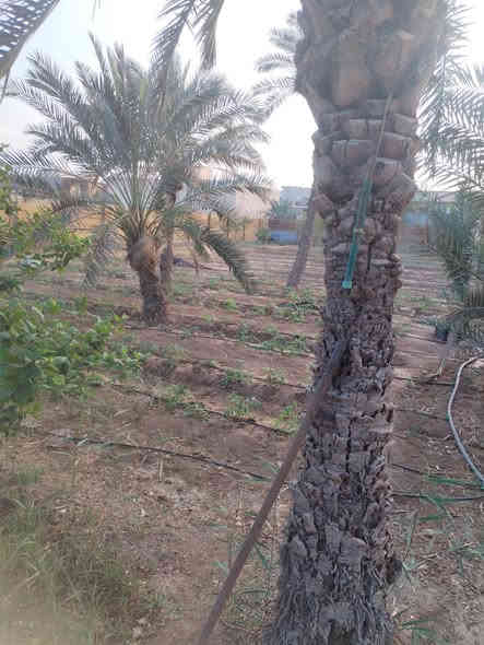 السلام عليكم ورحمة الله  👋🏻⁉️

✅شاليه  للبيع ✅👇🏻👇🏻

#مساحته : ⚜️ (2500متر )) ⚜️
شارع 10 متر ركن
مع دار استراحه
يحتوي على انواع الاشجار ونخيل 
العنوان ابي الخصيب محيله
قرب شط العرب 
سعر 600 وبي مجال الطيبين
جيران ناس ذهب 

#نوع العقار 📑  : طابو صرف عراقي تحويل 
استفسار ***********
