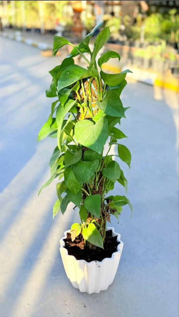 خلي المكان يشع خضار 🌿
نباتات ظليّة راقية تناسب كل الأذواق
✔️ أسعار تنافسية
✔️ أحجام مختلفة (صغير – متوسط – كبير)
✔️ للبيوت، المكاتب، المحلات، والكافيهات
📍 مشتل الأميال – مغربة
مقابل حي المعلمين الجديد
مجاور شرطة K9
📞 للاستفسار: ***********
زورونا وشوفوا الفرق بنفسكم 🌱
#نباتات_ظلية #مشتل_الأميال #ديكور_منزلي #نباتات #خضار_دايم #ميسان
