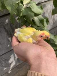 غندورات • اليفة • متعلمة