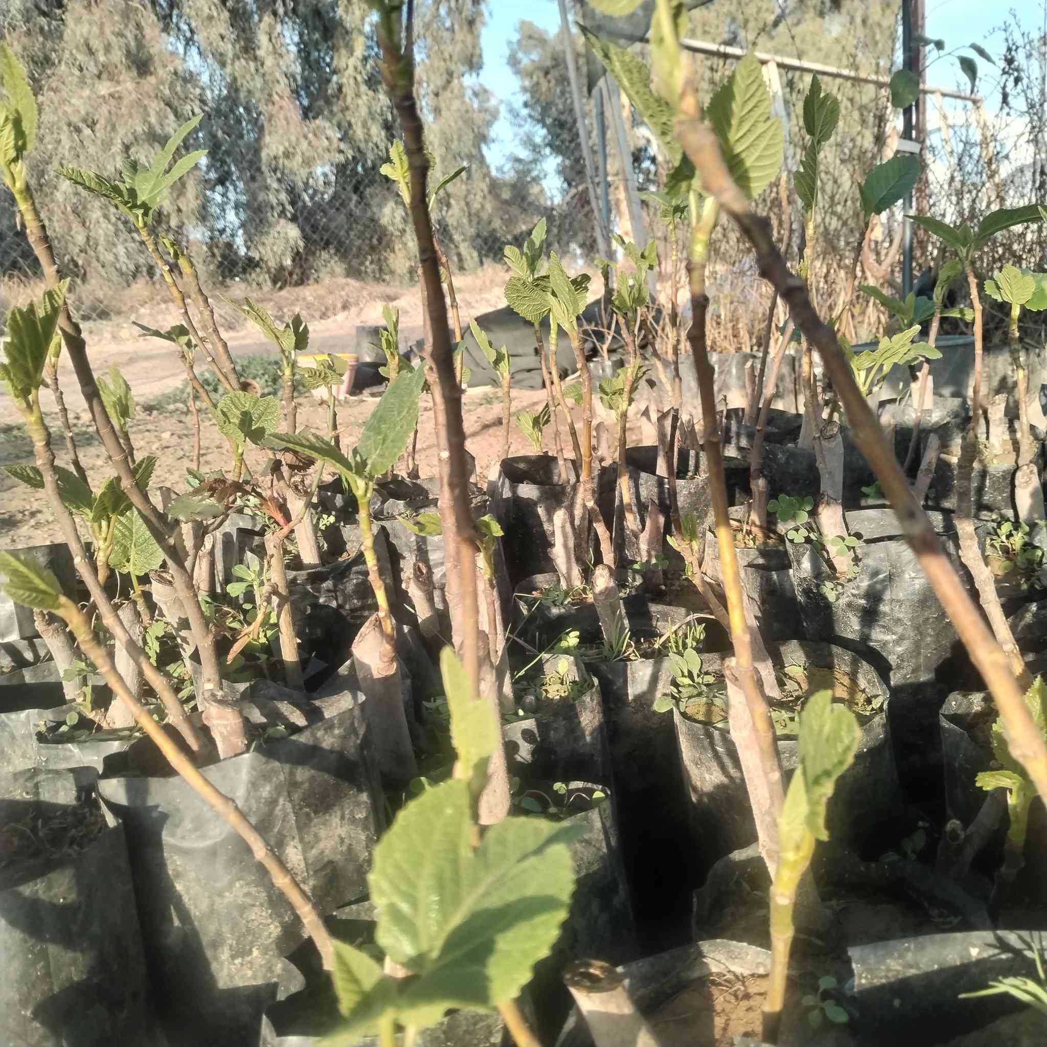 دعم #بمتابعة البيج والمشتل وتجدول كل ماي يناسب المنازل والحدائق


**إذا كنت صاحب هذا الإعلان وتريد حذفه لأي سبب، رجاءا أرسل رسالة إلى الدعم الفني**