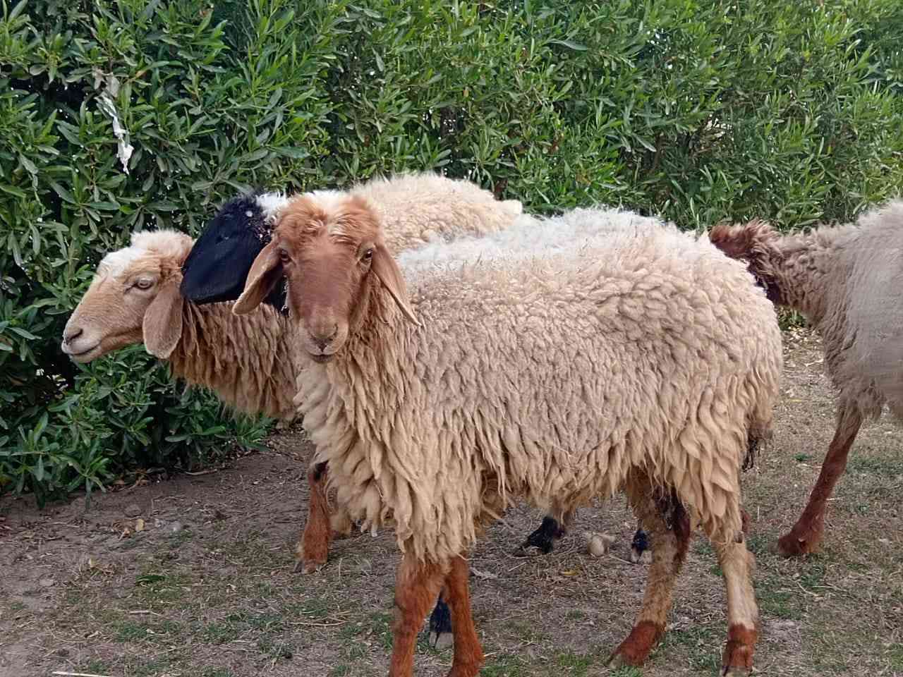 سلام عليكم غنم ١٢ راس هن وصخلتهن
١١ راس غنم مضاريع بناتها مبينه وصخلة مطفل وراها فحل خشنات
غنم حلوة و خشنة مال جناي
سعر الزوج ٤٠٠ الف

توصيل ماكو 

للاستفسار الإتصال على الارقام 
***********
***********
