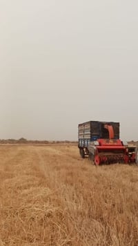 معمل جديد • ديالى شهربان • عرباين ثنين