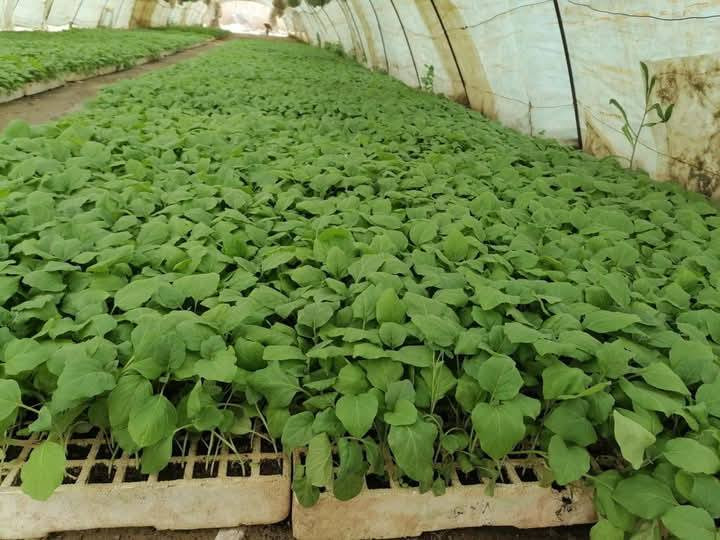 متوفر لدينا وحياكم الله


**إذا كنت صاحب هذا الإعلان وتريد حذفه لأي سبب، رجاءا أرسل رسالة إلى الدعم الفني**