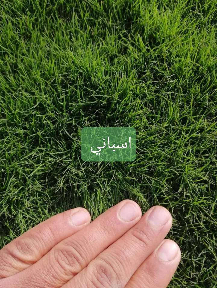 ثيل ديالى الطبيعي 
يوجد توصيل مجاني لجميع المحافظات


**إذا كنت صاحب هذا الإعلان وتريد حذفه لأي سبب، رجاءا أرسل رسالة إلى الدعم الفني**